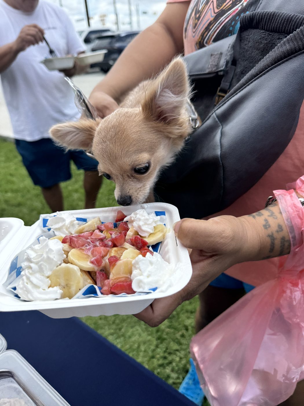 A small dog sniffs a stack with strawberries